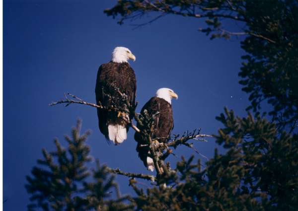Two Bald Eagles on our property-600.jpg