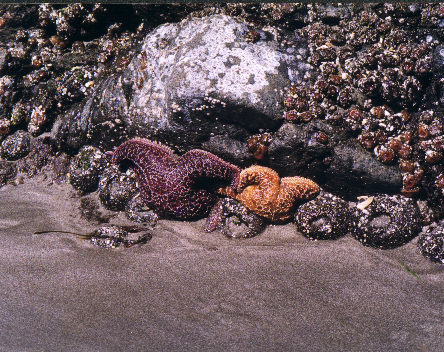 Starfish in a tidepool