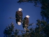 Two Bald Eagles on our property-600.jpg