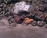 Starfish in a tidepool 