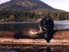 Sea lion on log-600.jpg