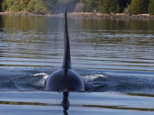 orcas-jan-20-2006-003